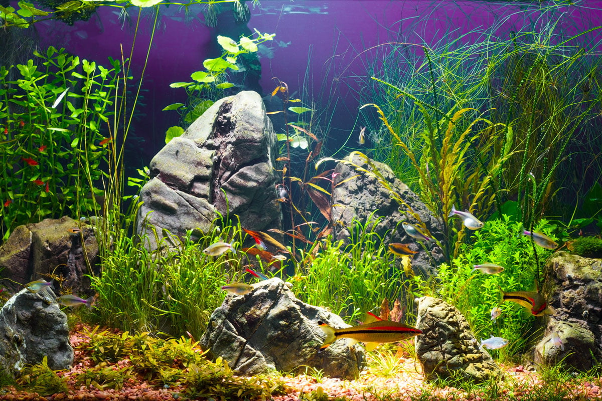 Prima pagina 28 Prima pagina -AQUA-POND 24 Negozio 2356